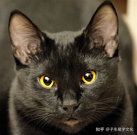 黑猫进屋万字|黑猫进房间什么意思